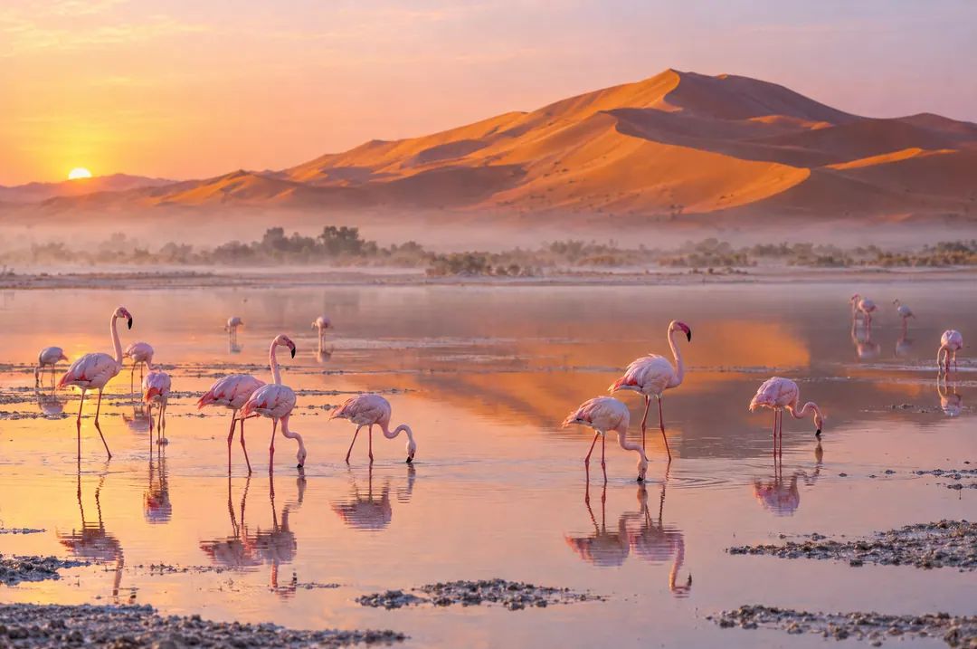 Des flamants roses dans un lac peu profond où se reflètent les dunes au lever du soleil.